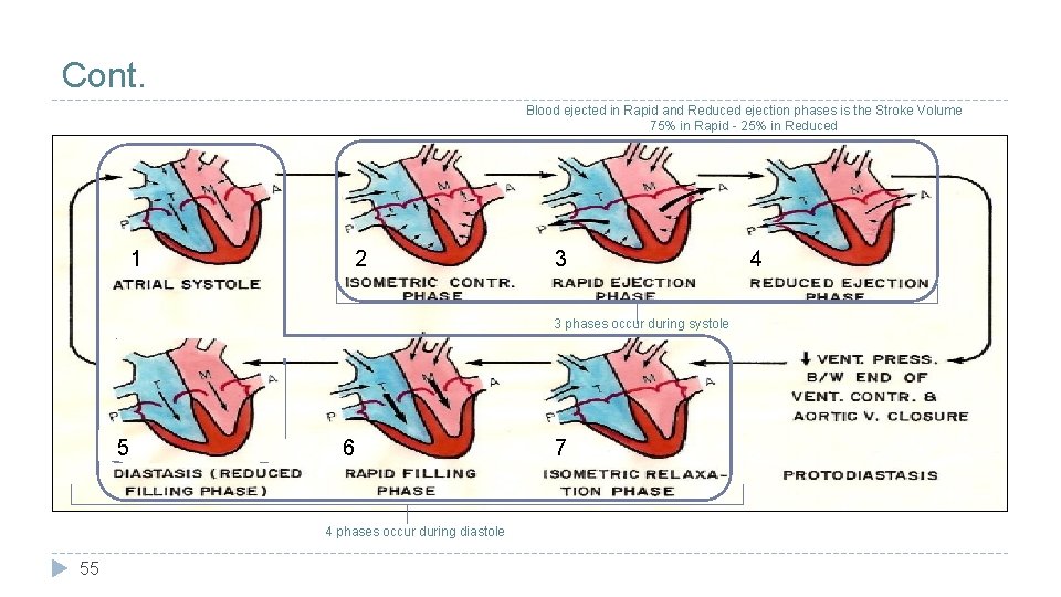 Cont. Blood ejected in Rapid and Reduced ejection phases is the Stroke Volume 75%