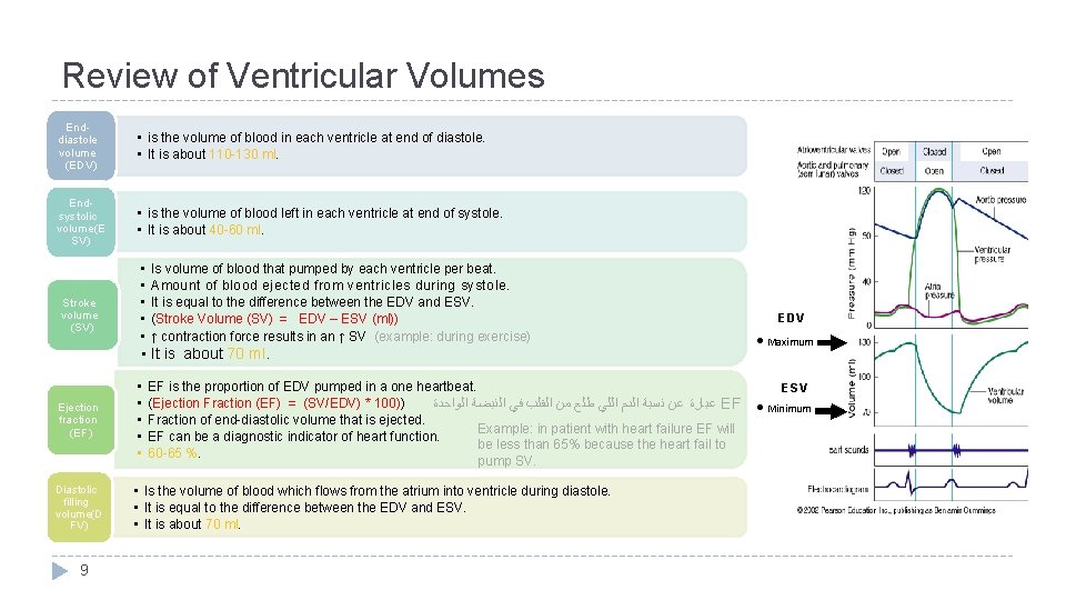 Review of Ventricular Volumes Enddiastole volume (EDV) • is the volume of blood in