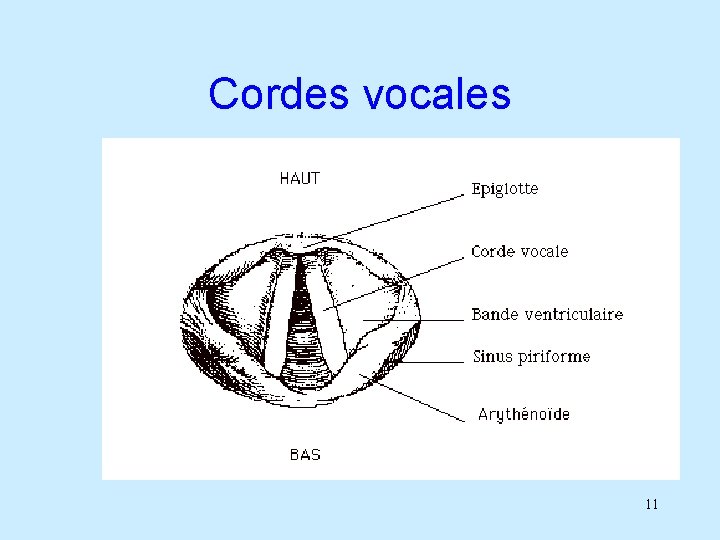 Cordes vocales 11 