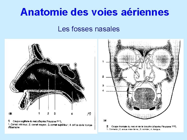 Anatomie des voies aériennes Les fosses nasales i. 8 
