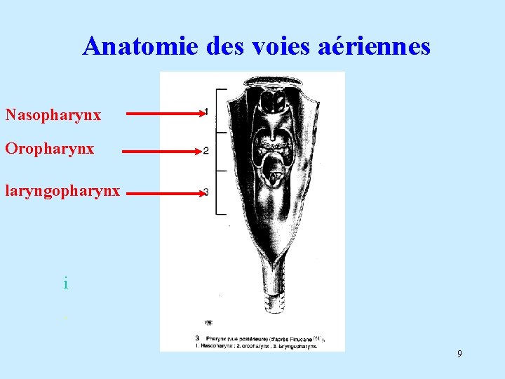 Anatomie des voies aériennes Nasopharynx Oropharynx laryngopharynx i. 9 