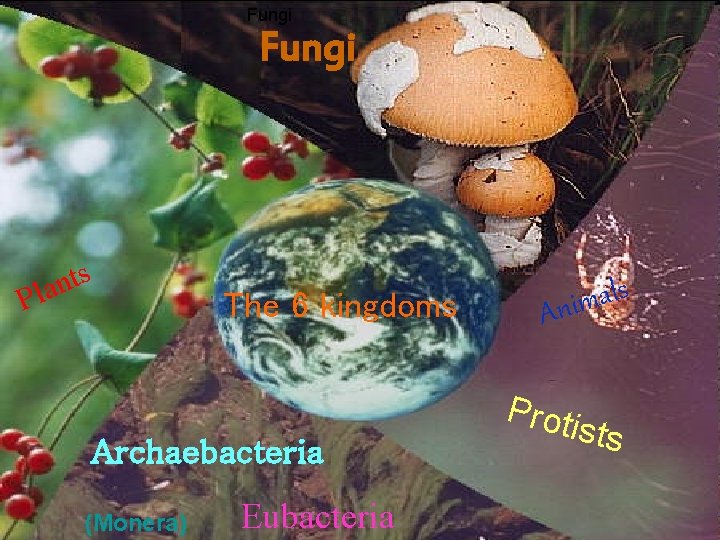 Fungi s t n la P The 6 kingdoms Archaebacteria (Monera) Eubacteria s l