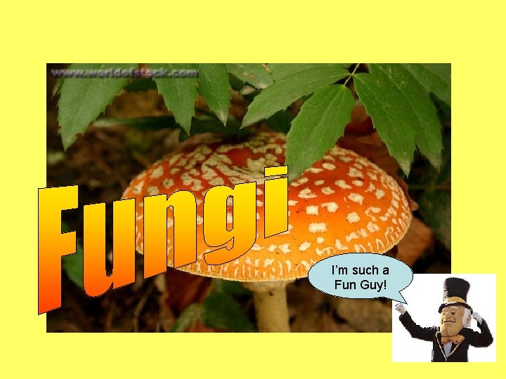 I’m such a Fun Guy! 