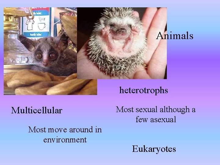 Animals heterotrophs Multicellular Most move around in environment Most sexual although a few asexual
