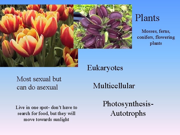 Plants Mosses, ferns, conifers, flowering plants Eukaryotes Most sexual but can do asexual Live
