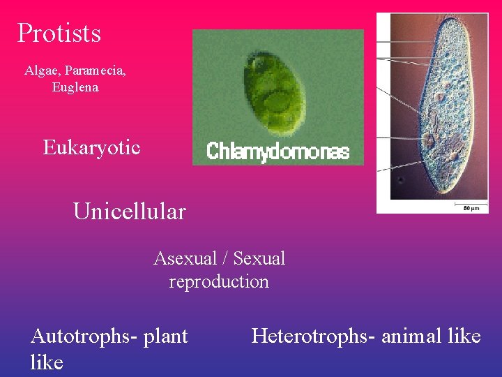 Protists Algae, Paramecia, Euglena Eukaryotic Unicellular Asexual / Sexual reproduction Autotrophs- plant like Heterotrophs-