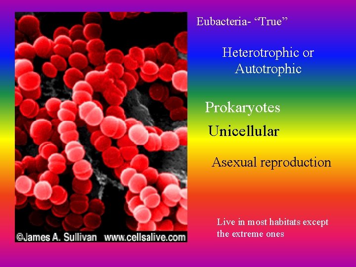 Eubacteria- “True” Heterotrophic or Autotrophic Prokaryotes Unicellular Asexual reproduction Live in most habitats except