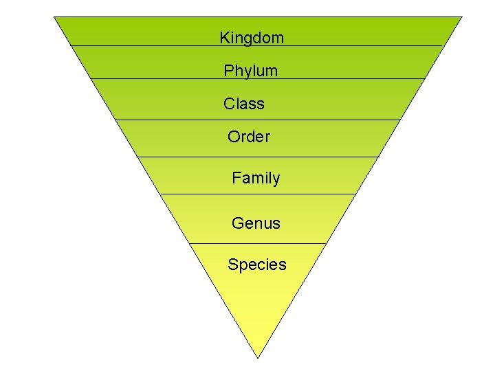 Kingdom Phylum Class Order Family Genus Species 