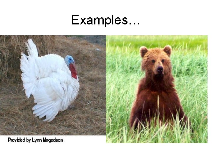 Examples… Kingdom Animalia Phylum Chordata Class Aves Class Mammalia Order Galliformes Order Carnivora Family