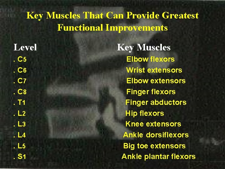 Key Muscles That Can Provide Greatest Functional Improvements Level. C 5. C 6. C