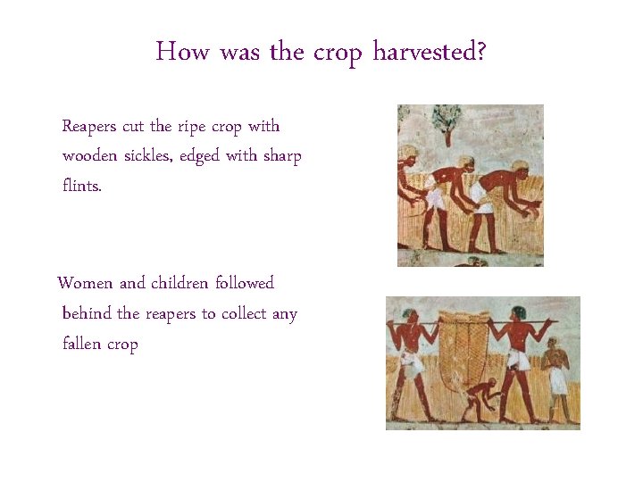 How was the crop harvested? Reapers cut the ripe crop with wooden sickles, edged