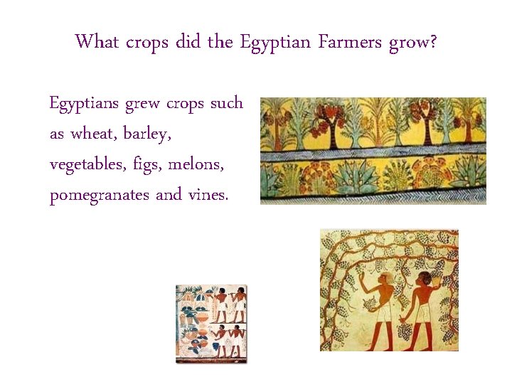 What crops did the Egyptian Farmers grow? Egyptians grew crops such as wheat, barley,