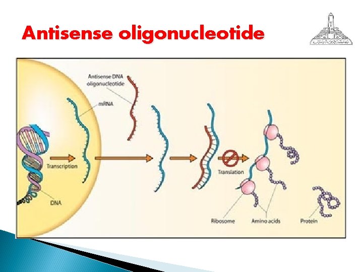 Antisense oligonucleotide 