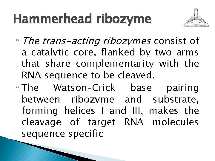 Hammerhead ribozyme The trans-acting ribozymes consist of a catalytic core, flanked by two arms