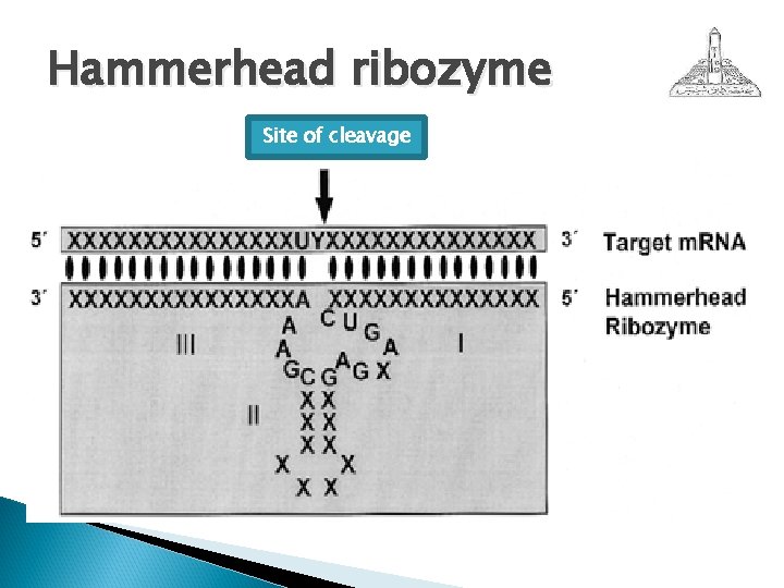 Hammerhead ribozyme Site of cleavage 