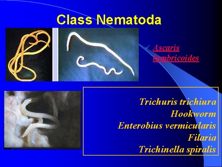 Class Nematoda ü Ascaris lumbricoides Trichuris trichiura Hookworm Enterobius vermicularis Filaria Trichinella spiralis 