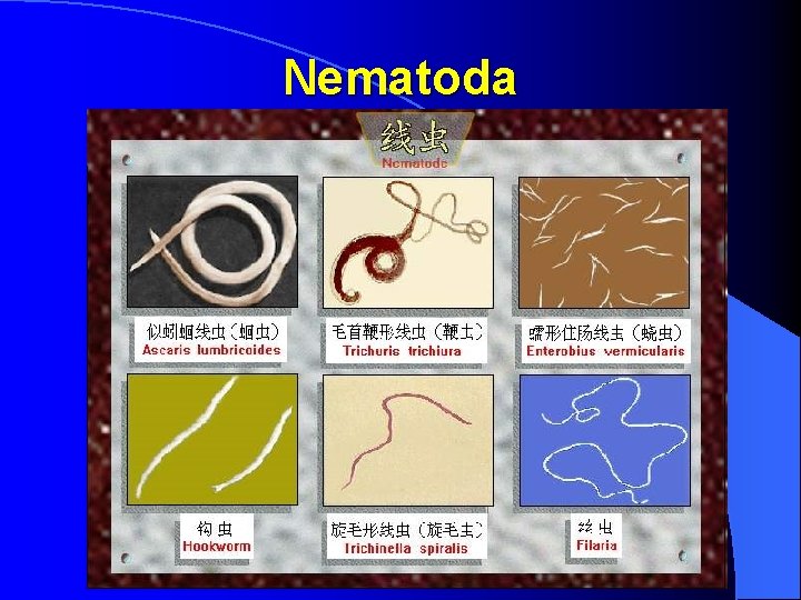 Nematoda Nematoda