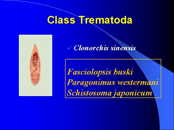 Class Trematoda ü Clonorchis sinensis Fasciolopsis buski Paragonimus westermani Schistosoma japonicum 