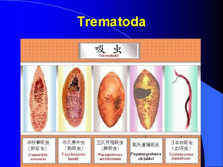 Trematoda 