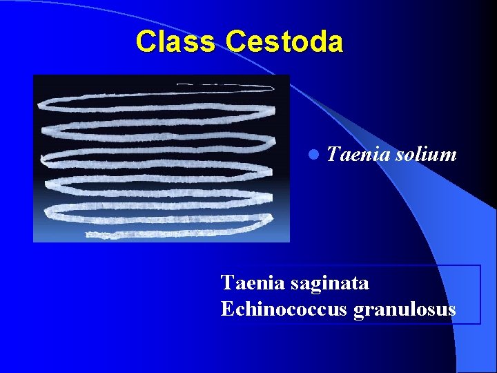 Class Cestoda l Taenia solium Taenia saginata Echinococcus granulosus 