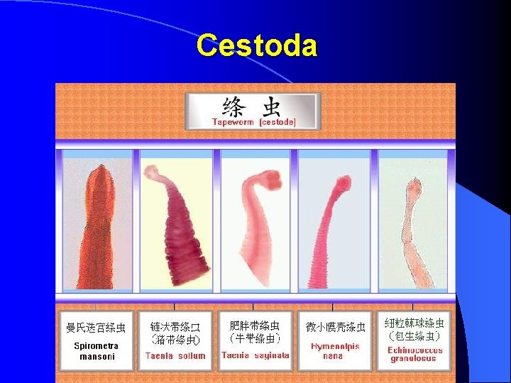 Cestoda 