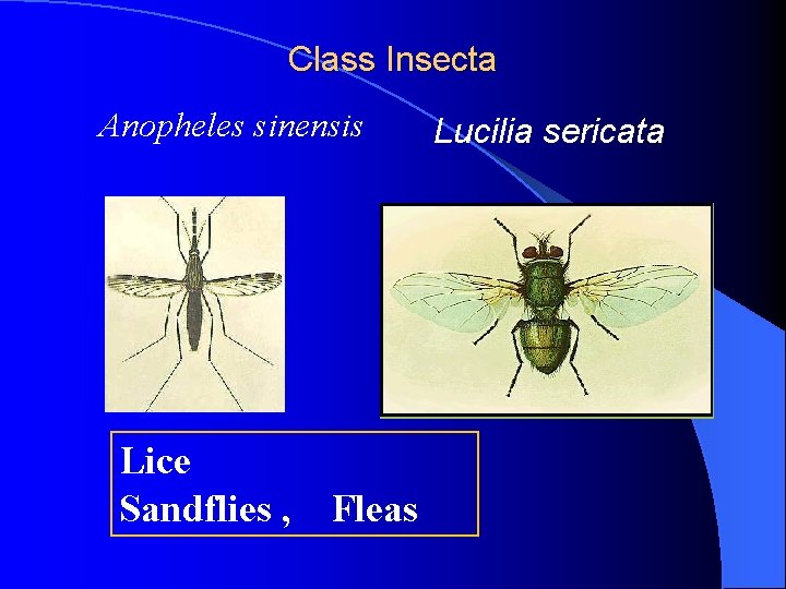 Class Insecta Anopheles sinensis Lice Sandflies , Fleas Lucilia sericata 