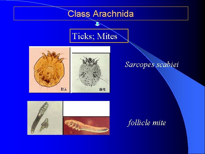 Class Arachnida Ticks; Mites Sarcopes scabiei follicle mite 