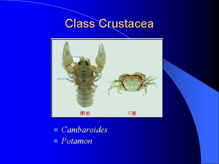 Class Crustacea Cambaroides l Potamon l 