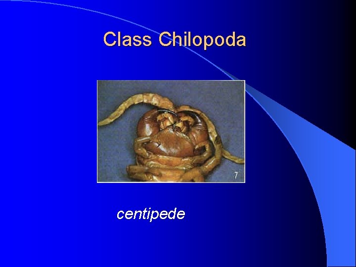 Class Chilopoda centipede 