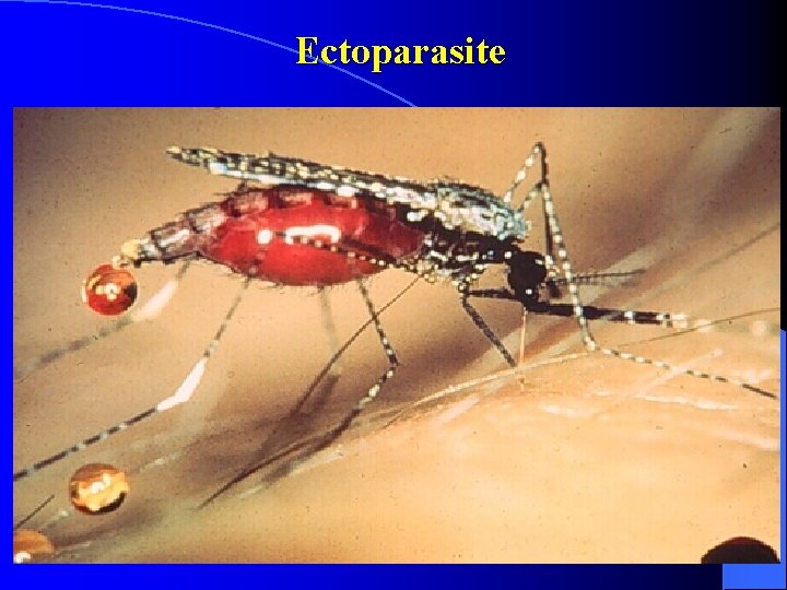 Ectoparasite 