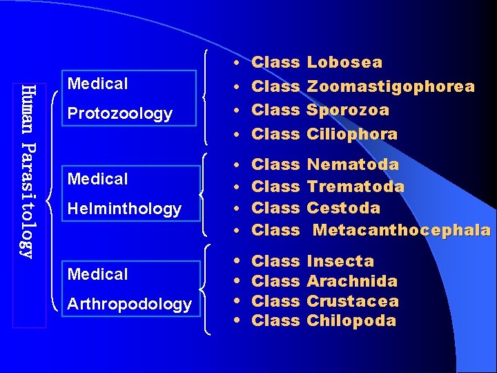  • Class Lobosea Human Parasitology Medical • Class Zoomastigophorea Protozoology • Class Sporozoa