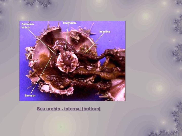 Sea urchin - internal (bottom) 