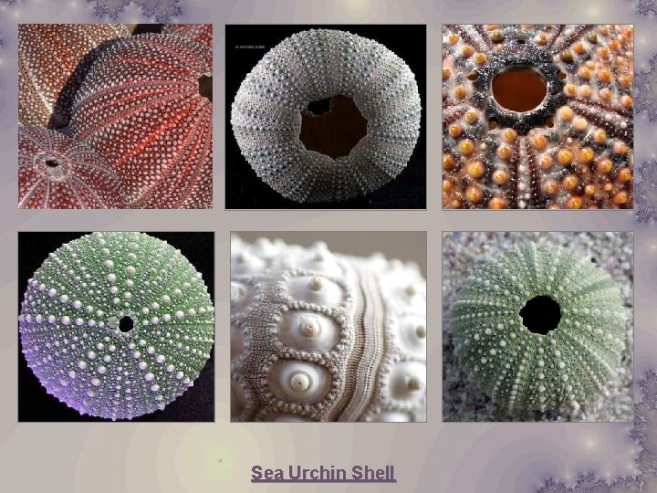 Sea Urchin Shell 
