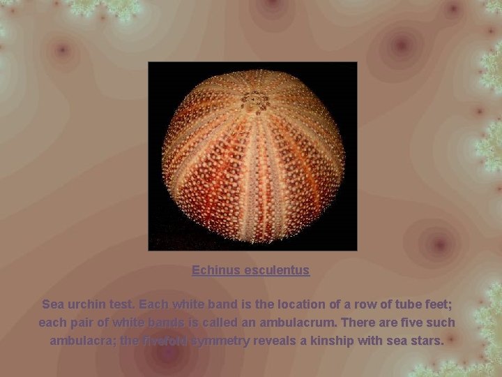 Echinus esculentus Sea urchin test. Each white band is the location of a row