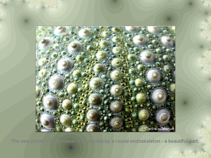 The sea urchin’s body tissue is protected by a round endoskeleton - a beautiful