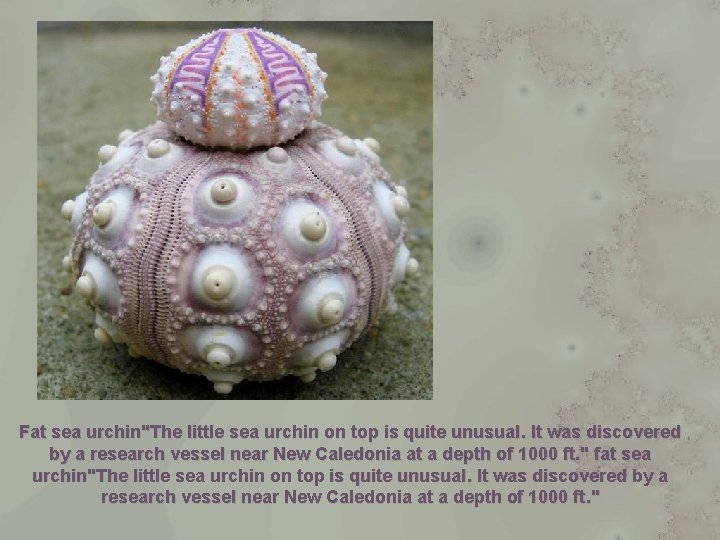 Fat sea urchin"The little sea urchin on top is quite unusual. It was discovered