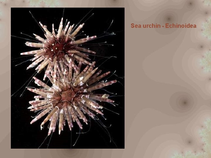 Sea urchin - Echinoidea 