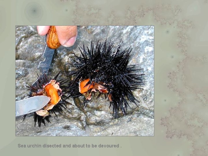 Sea urchin disected and about to be devoured. 