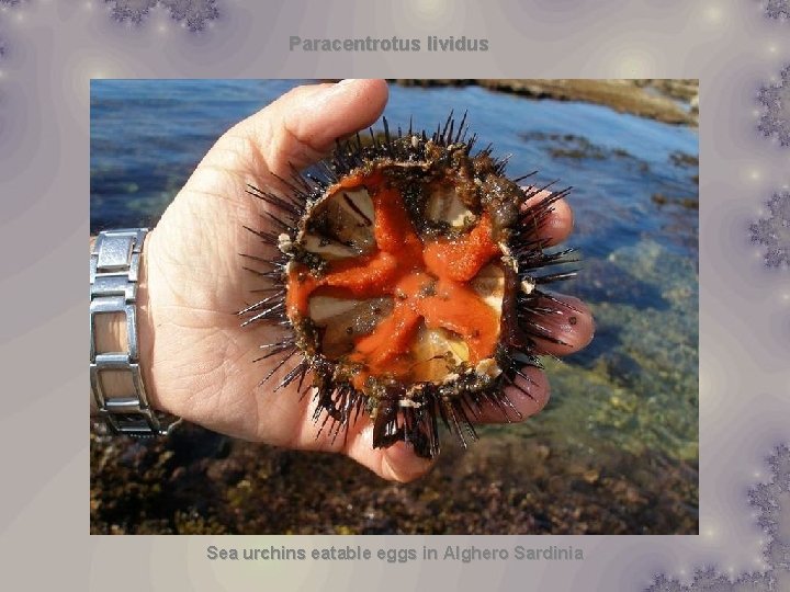 Paracentrotus lividus Sea urchins eatable eggs in Alghero Sardinia 
