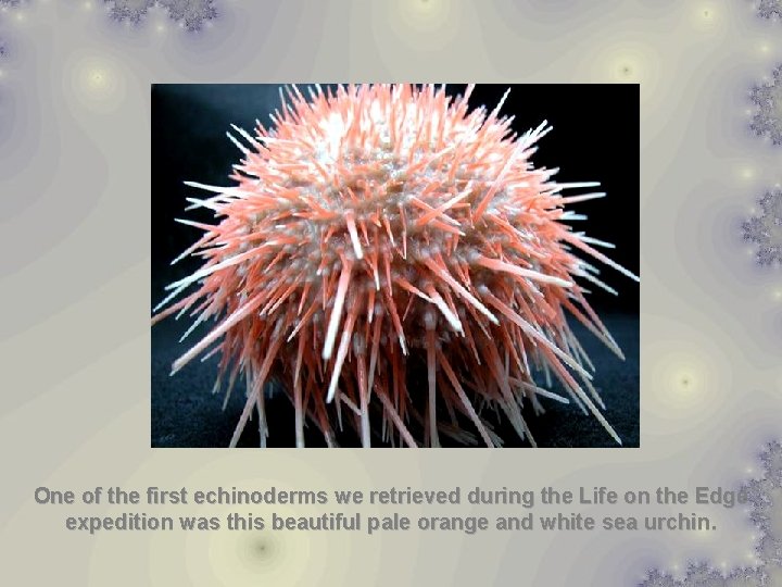 One of the first echinoderms we retrieved during the Life on the Edge expedition