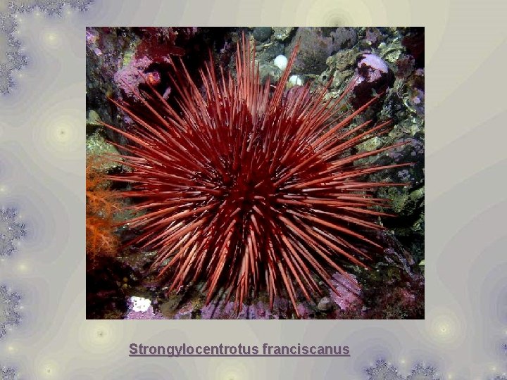 Strongylocentrotus franciscanus 