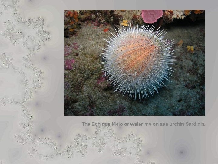 Details about   Echinoderms Little Burrowing urchin Echinoneus cyclostomus Oddities Curios 