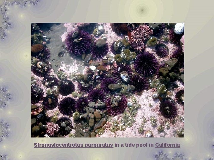 Strongylocentrotus purpuratus in a tide pool in California 