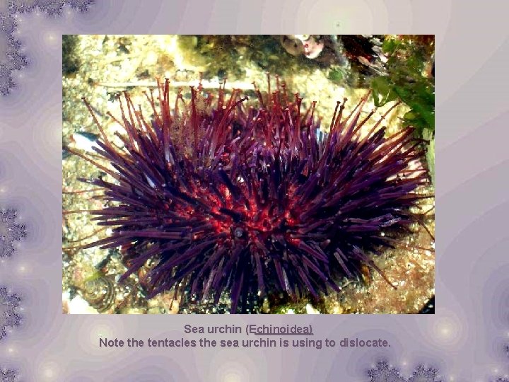 Sea urchin (Echinoidea) Note the tentacles the sea urchin is using to dislocate. 