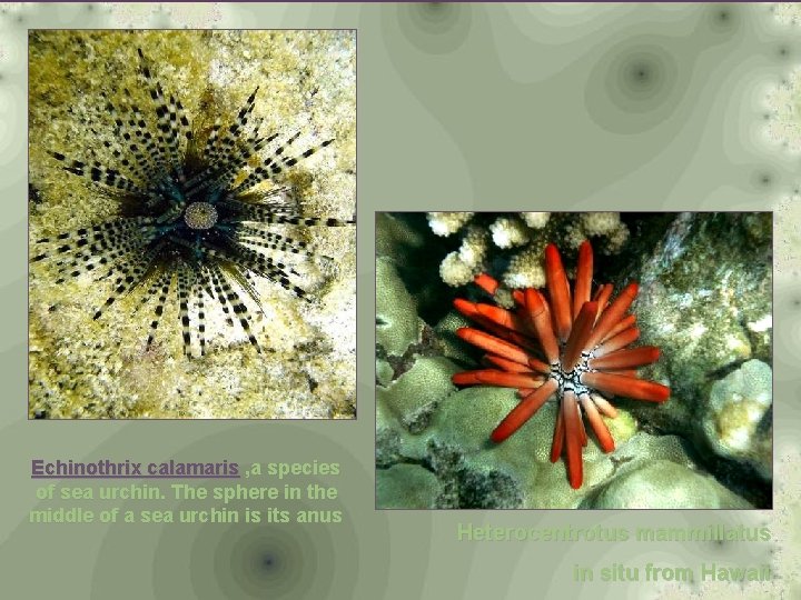 Echinothrix calamaris , a species of sea urchin. The sphere in the middle of