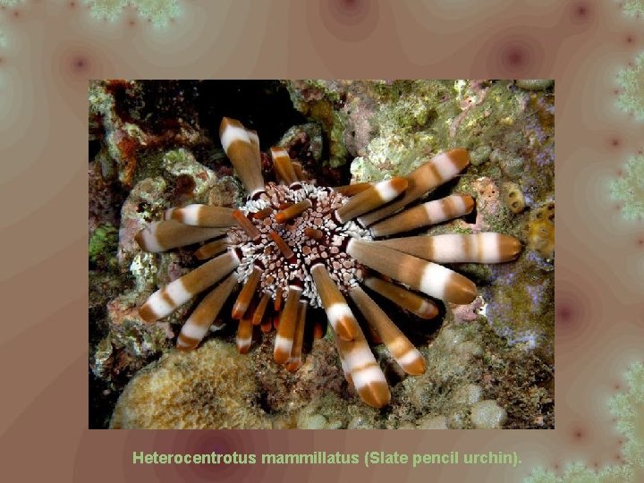 Heterocentrotus mammillatus (Slate pencil urchin). 