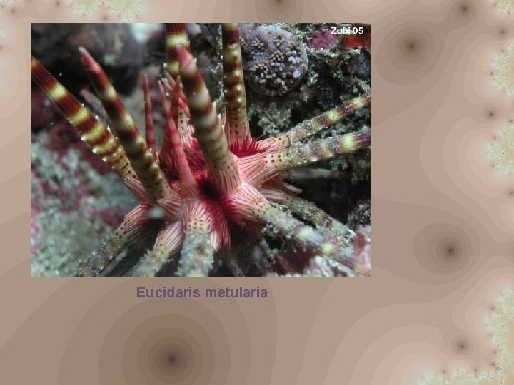 Eucidaris metularia 