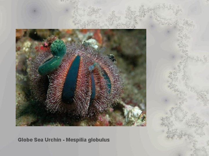Globe Sea Urchin - Mespilia globulus 