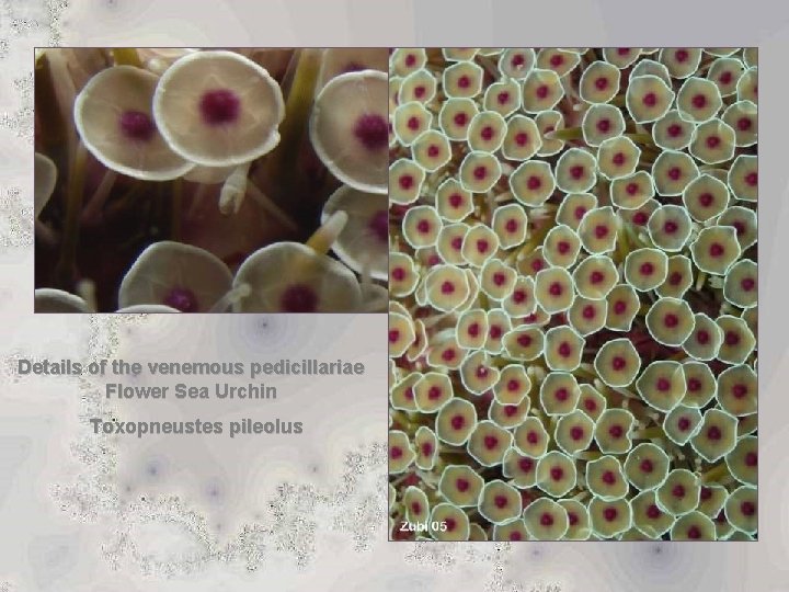 Details of the venemous pedicillariae Flower Sea Urchin Toxopneustes pileolus 
