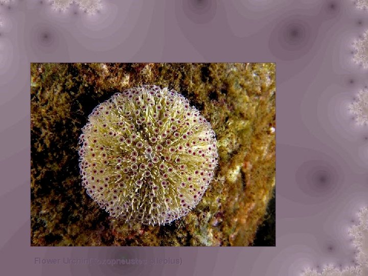 Flower Urchin(Toxopneustes pileolus) 